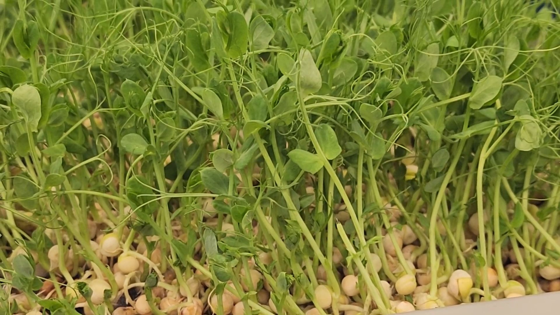 вертикалки, пушкино,