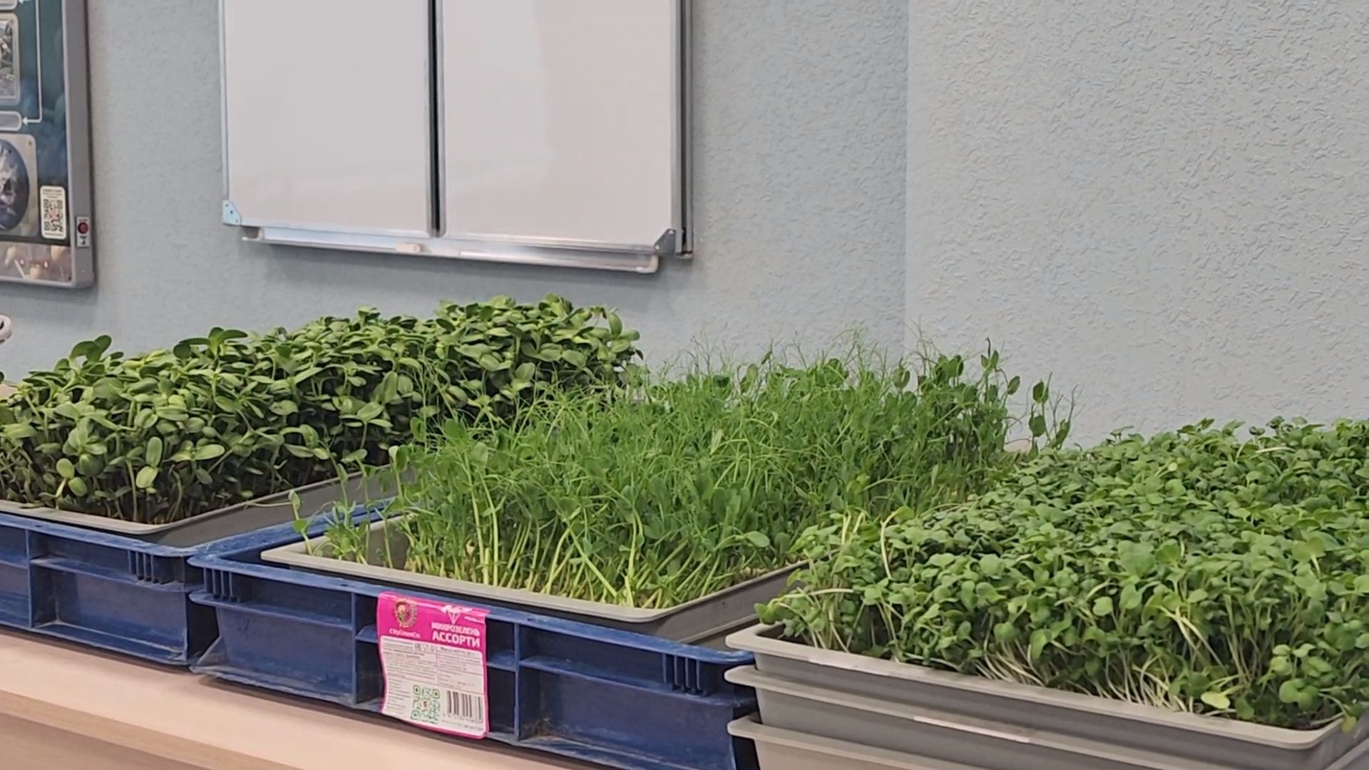 вертикалки, пушкино,