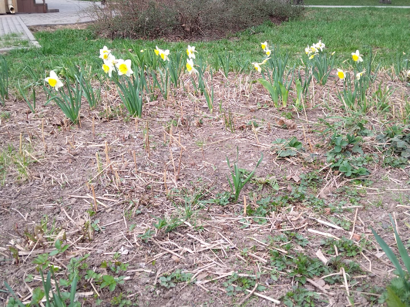 Благоустройство, парк мира, Мытищи, цветы, клумба