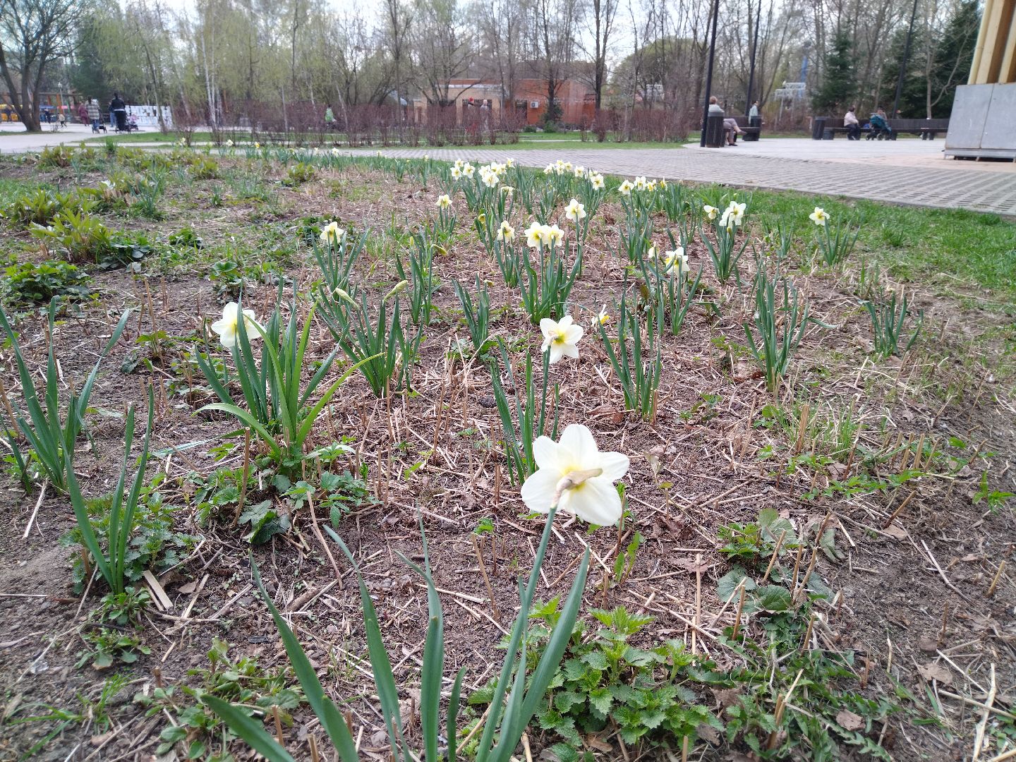 Благоустройство, парк мира, Мытищи, цветы, клумба