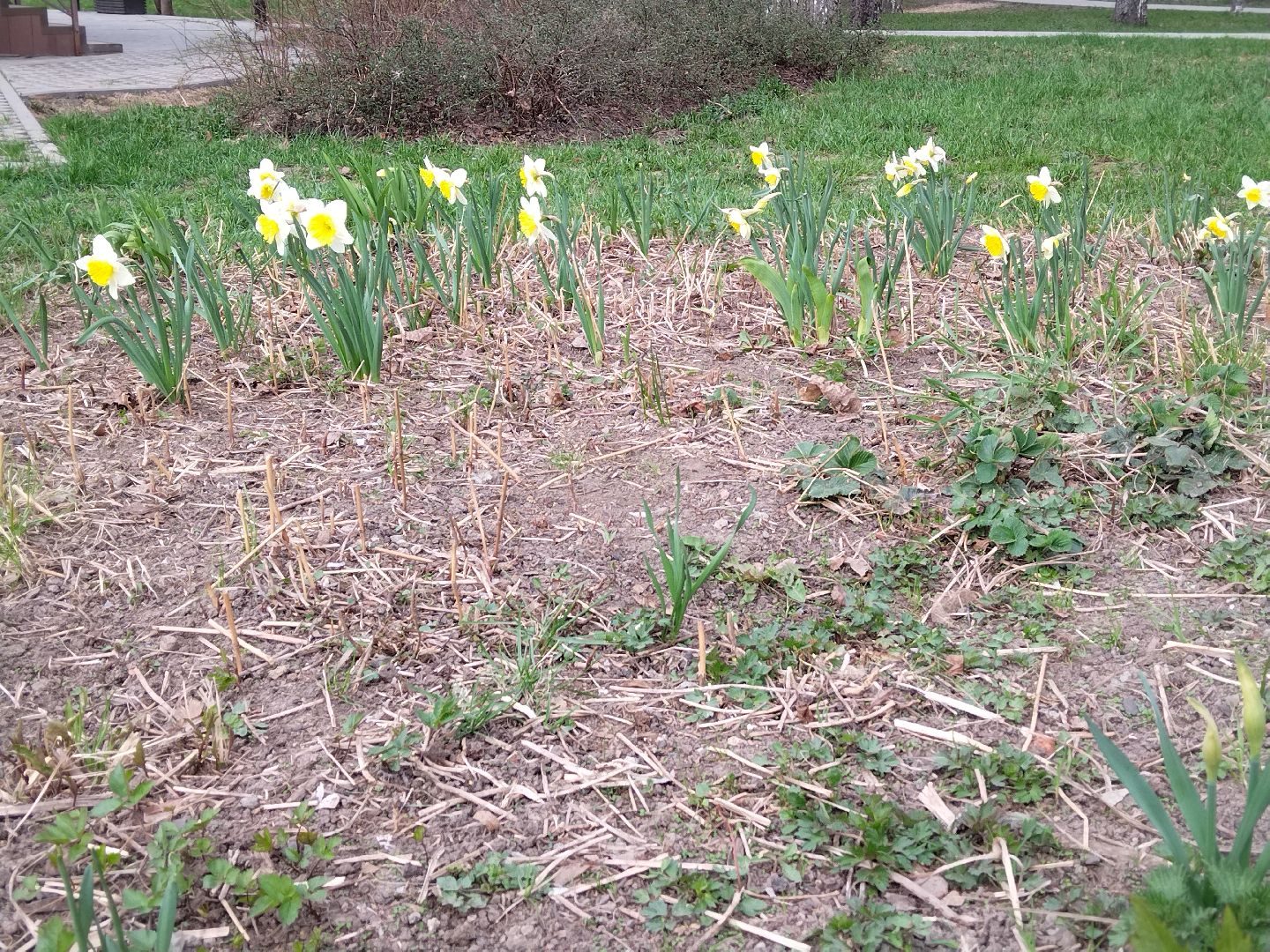 Благоустройство, парк мира, Мытищи, цветы, клумба