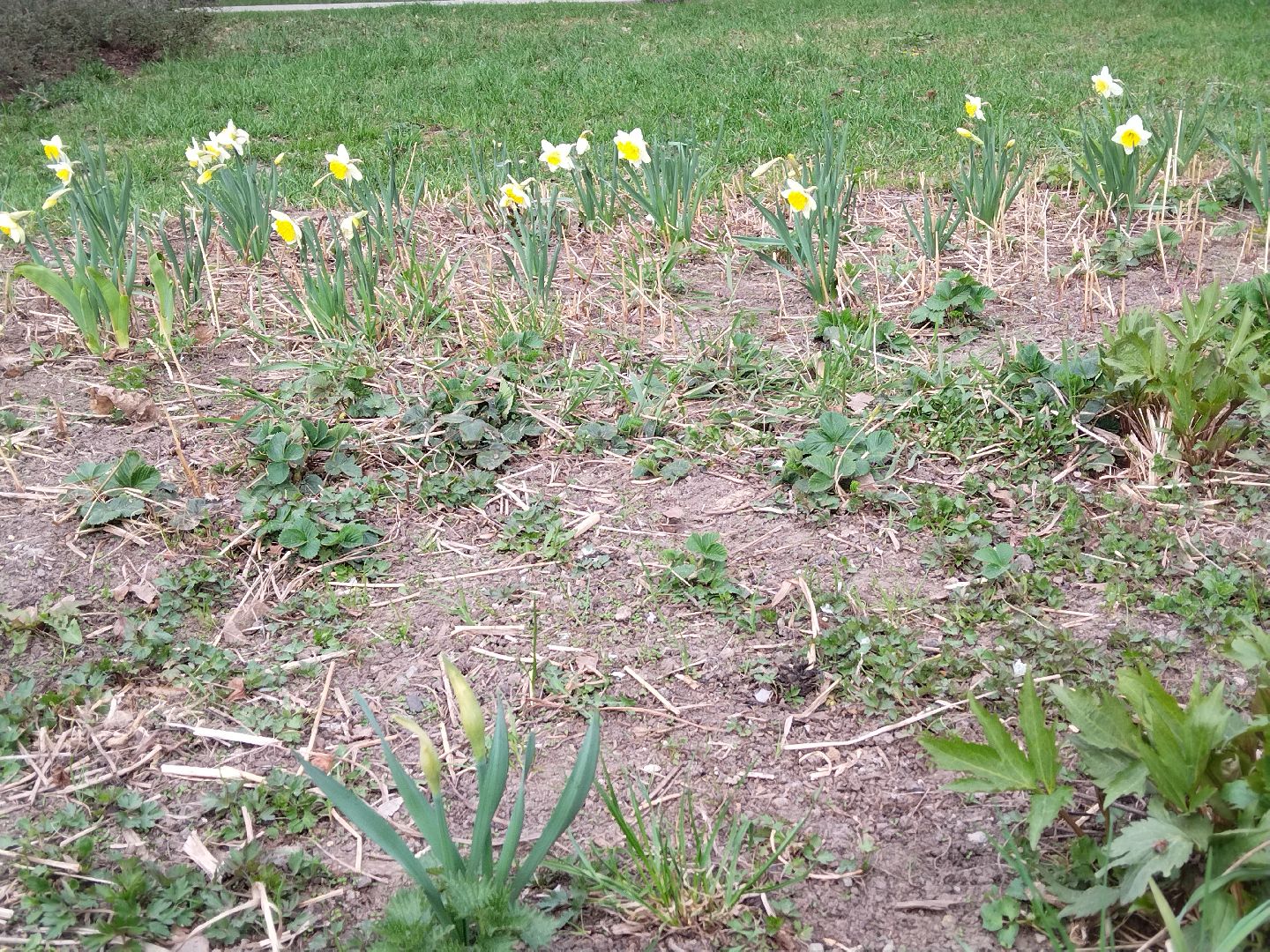 Благоустройство, парк мира, Мытищи, цветы, клумба
