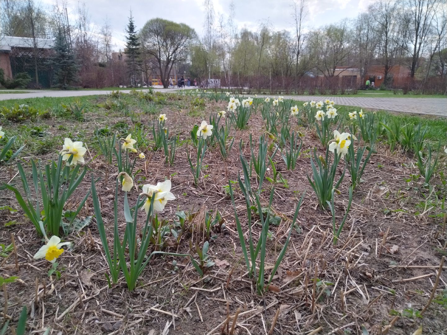 Благоустройство, парк мира, Мытищи, цветы, клумба