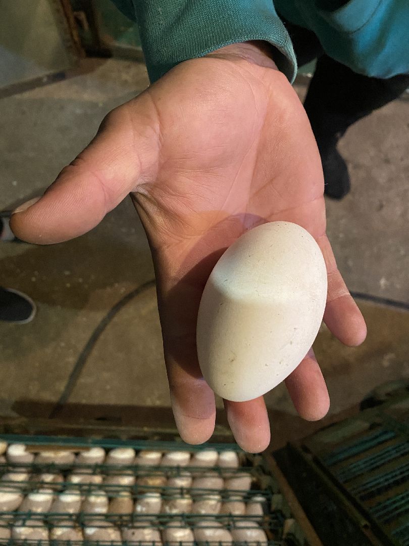 Чехов, ферма, гуси, инкубатор, яйца