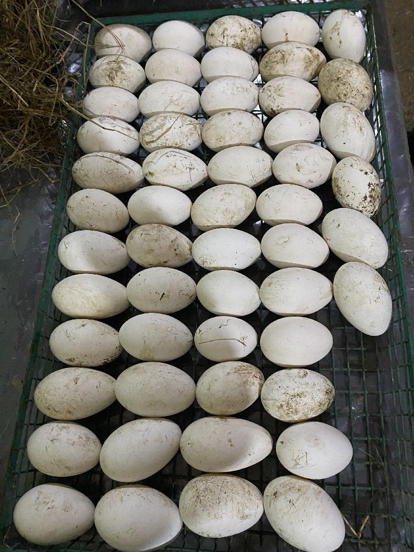 Чехов, ферма, гуси, инкубатор, яйца