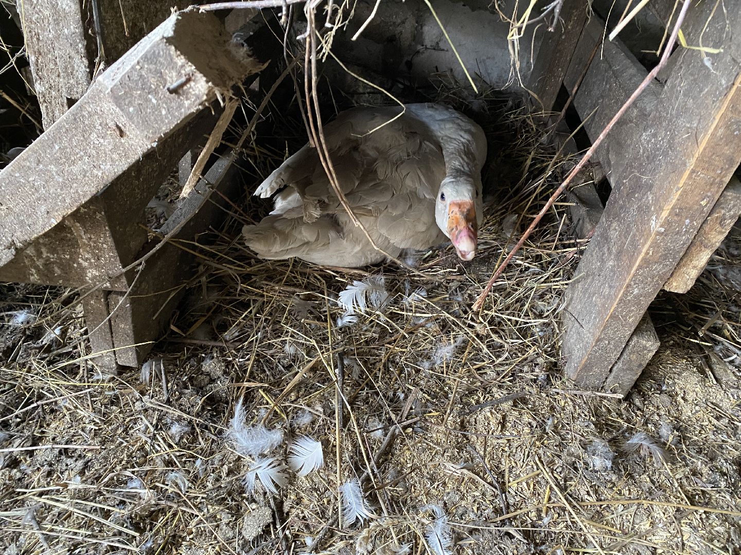 Чехов, ферма, гуси, инкубатор, яйца