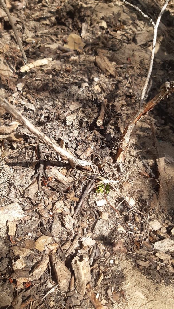 Протвино, образование, весна, ОВЗ, реабилитация