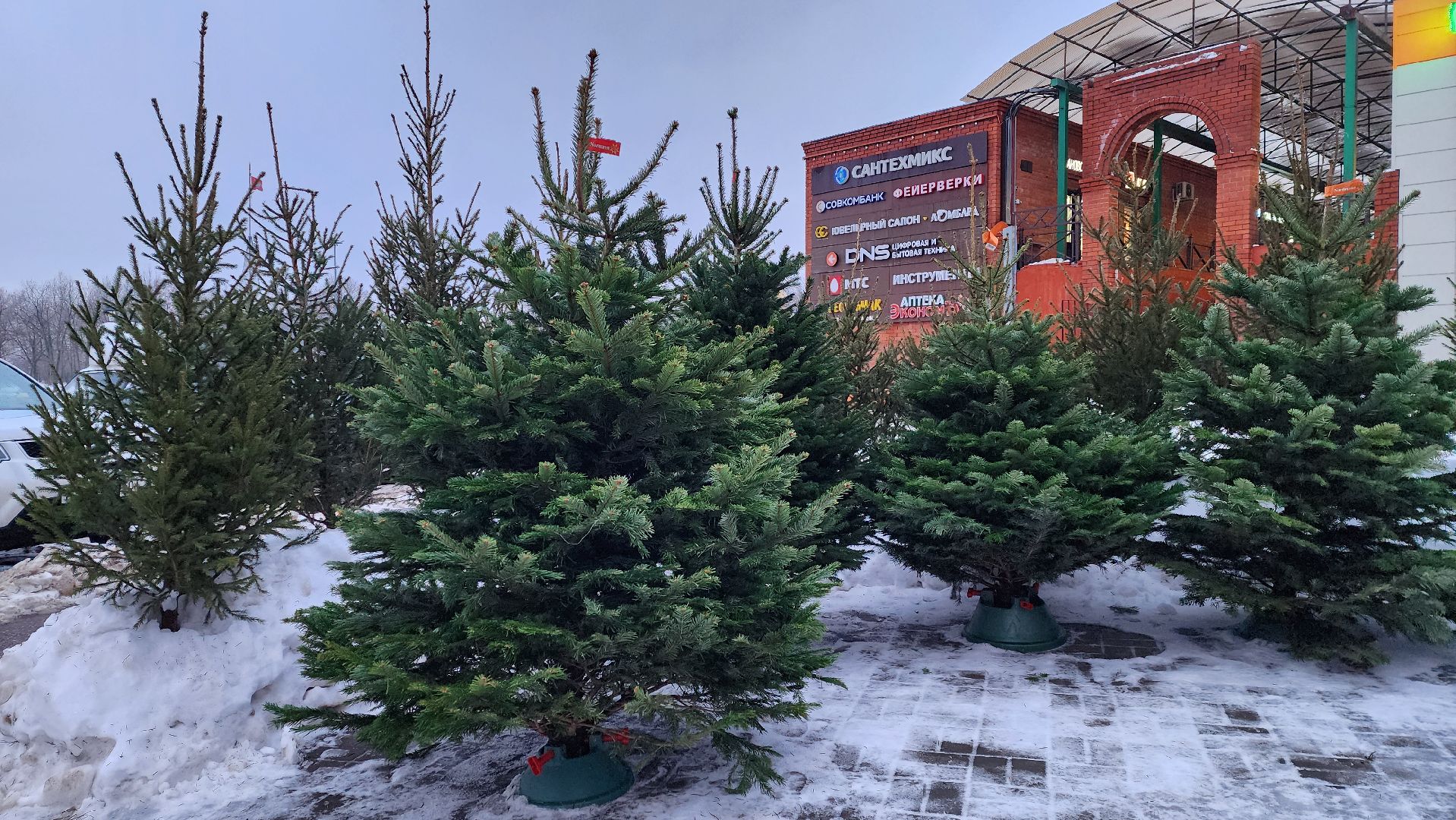 вертикалка, елочный базар, новый год,