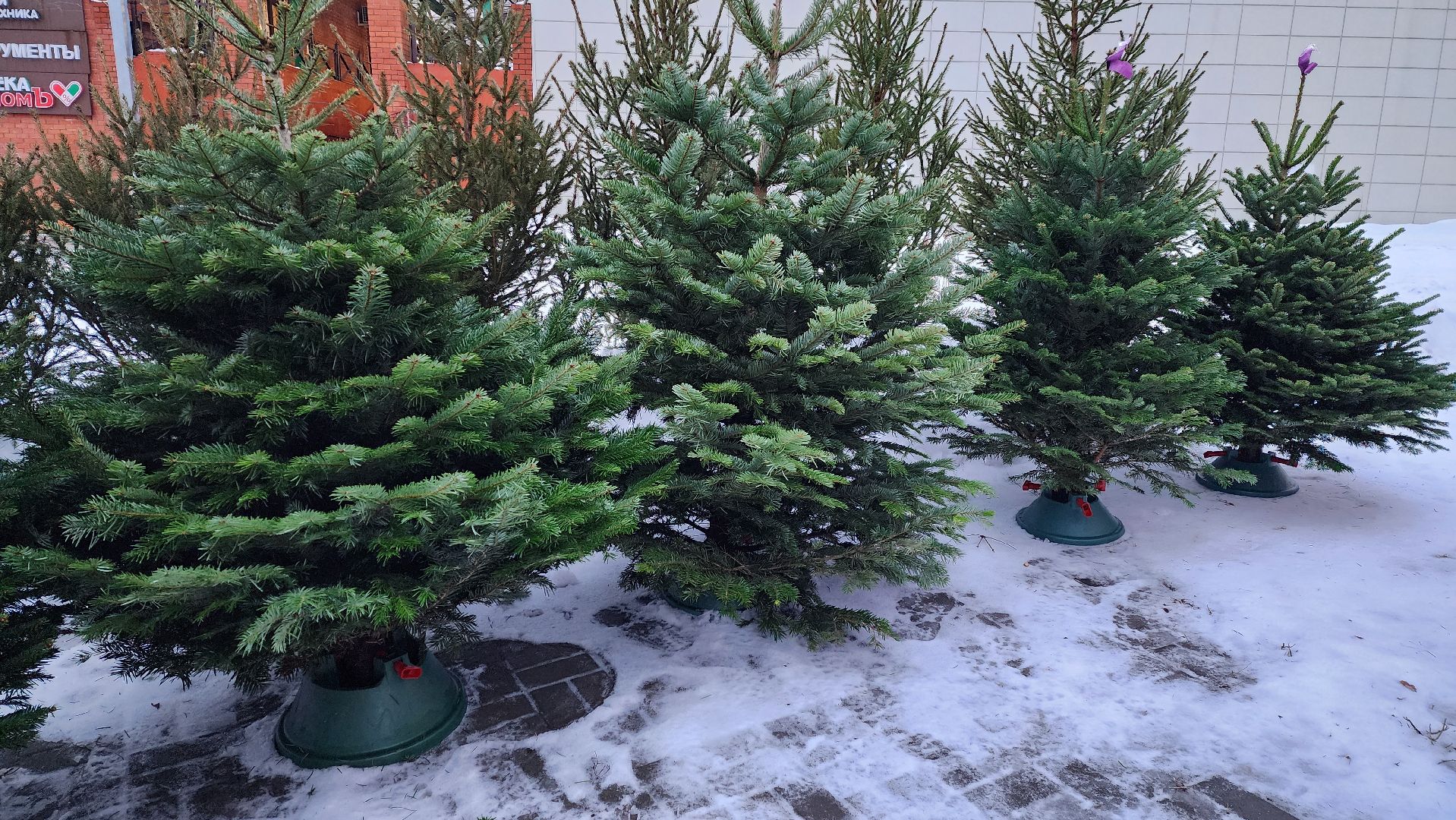 вертикалка, елочный базар, новый год,