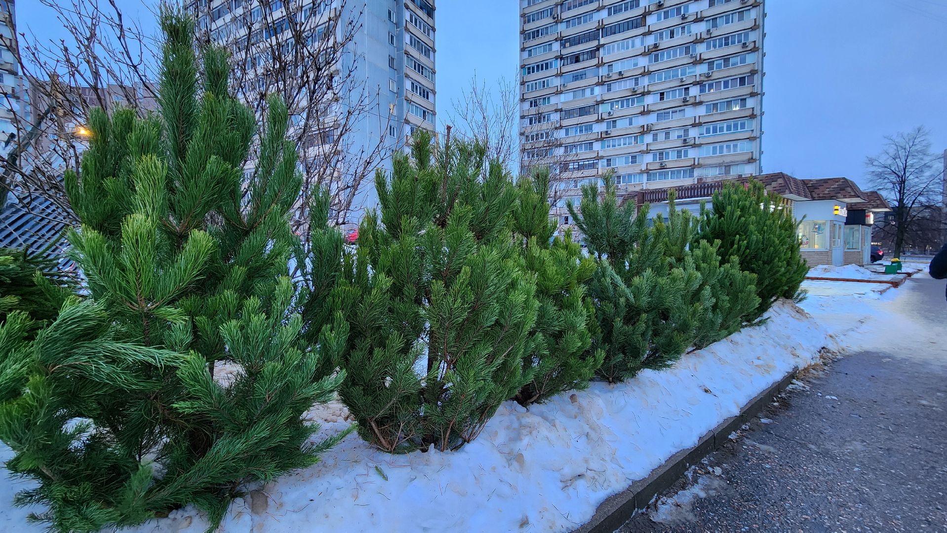 вертикалка, елочный базар, новый год,