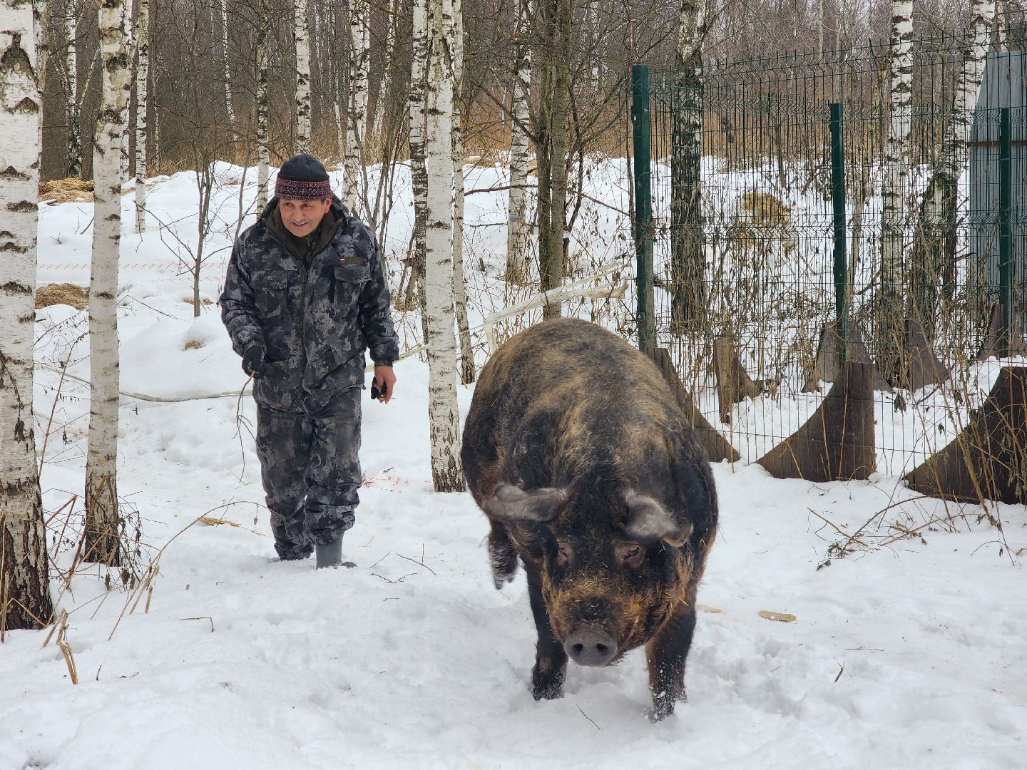 ногинск, приют для собак, козел, свин, спасенные животные, муниципальный приют,