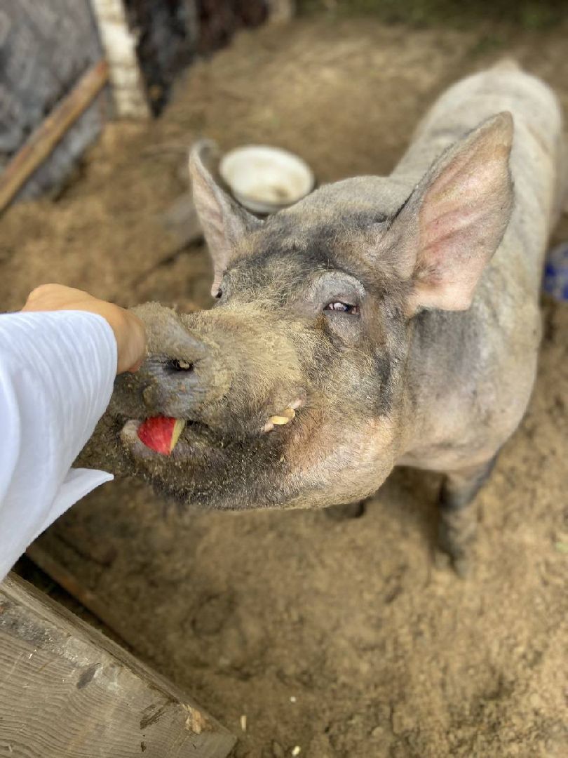 ногинск, приют для собак, козел, свин, спасенные животные, муниципальный приют,