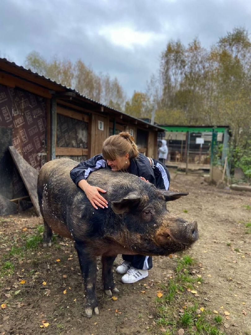 ногинск, приют для собак, козел, свин, спасенные животные, муниципальный приют,