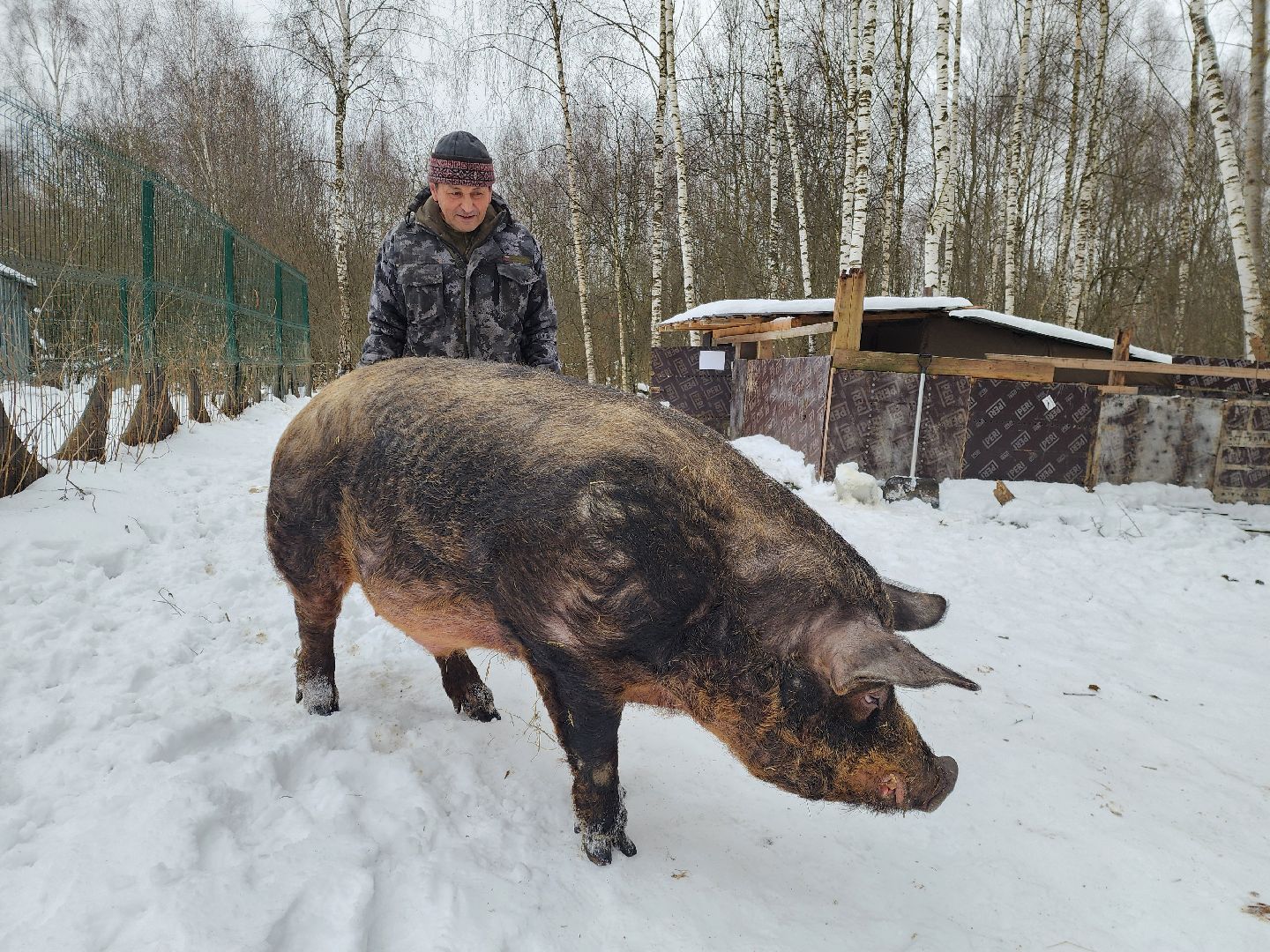 ногинск, приют для собак, козел, свин, спасенные животные, муниципальный приют,