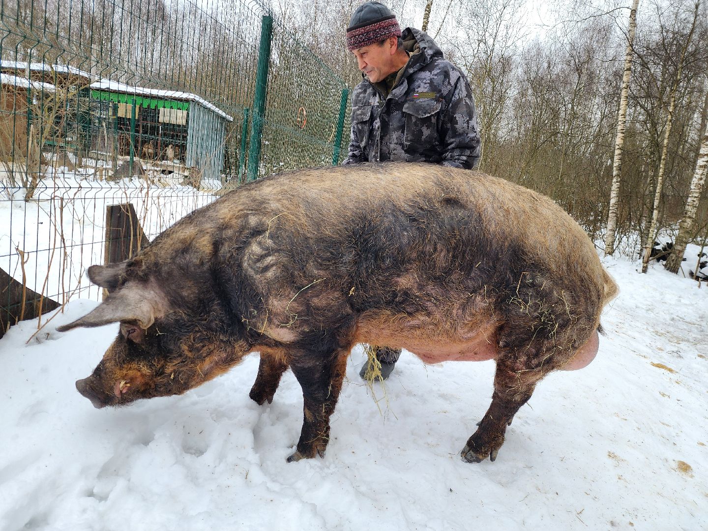 ногинск, приют для собак, козел, свин, спасенные животные, муниципальный приют,