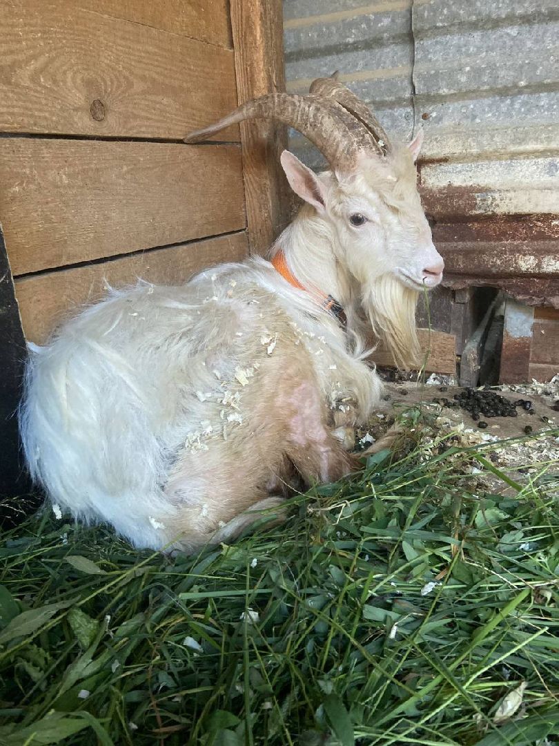 ногинск, приют для собак, козел, свин, спасенные животные, муниципальный приют,