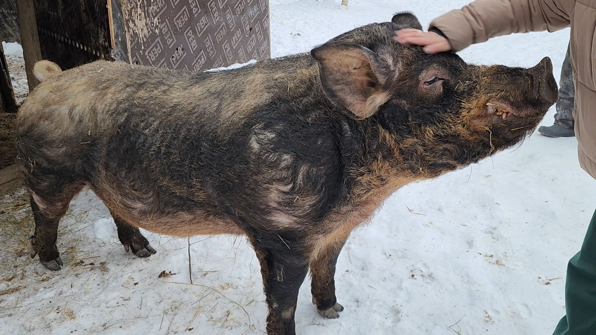 ногинск, приют для собак, козел, свин, спасенные животные, муниципальный приют,