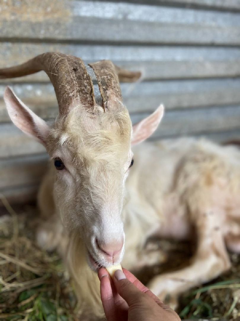 ногинск, приют для собак, козел, свин, спасенные животные, муниципальный приют,