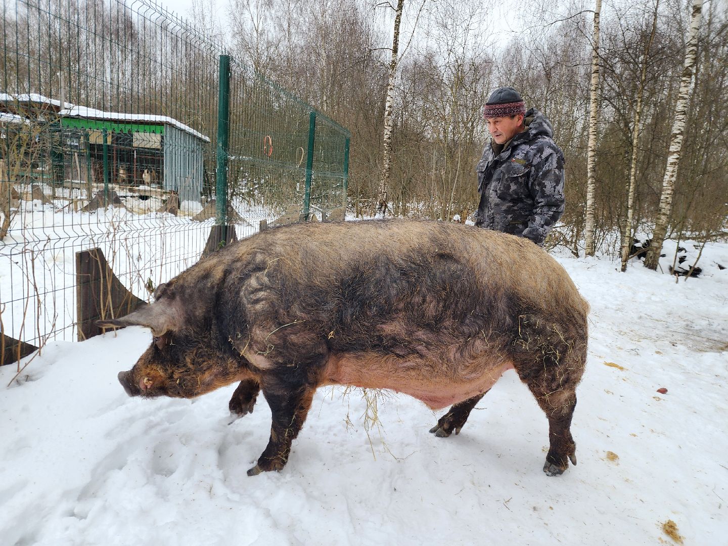 ногинск, приют для собак, козел, свин, спасенные животные, муниципальный приют,