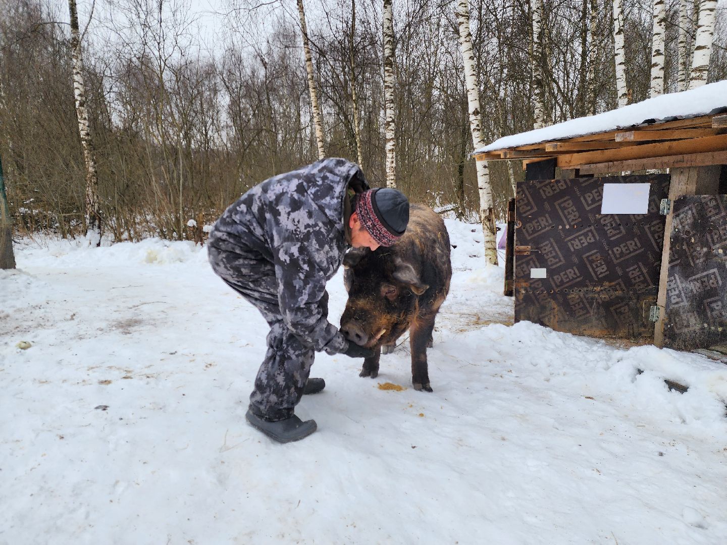 ногинск, приют для собак, козел, свин, спасенные животные, муниципальный приют,
