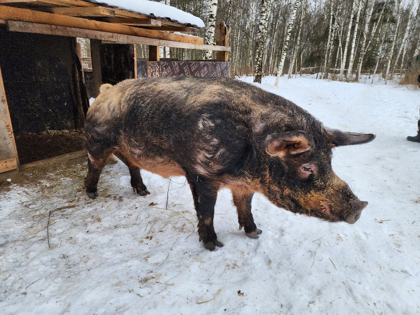 ногинск, приют для собак, козел, свин, спасенные животные, муниципальный приют,