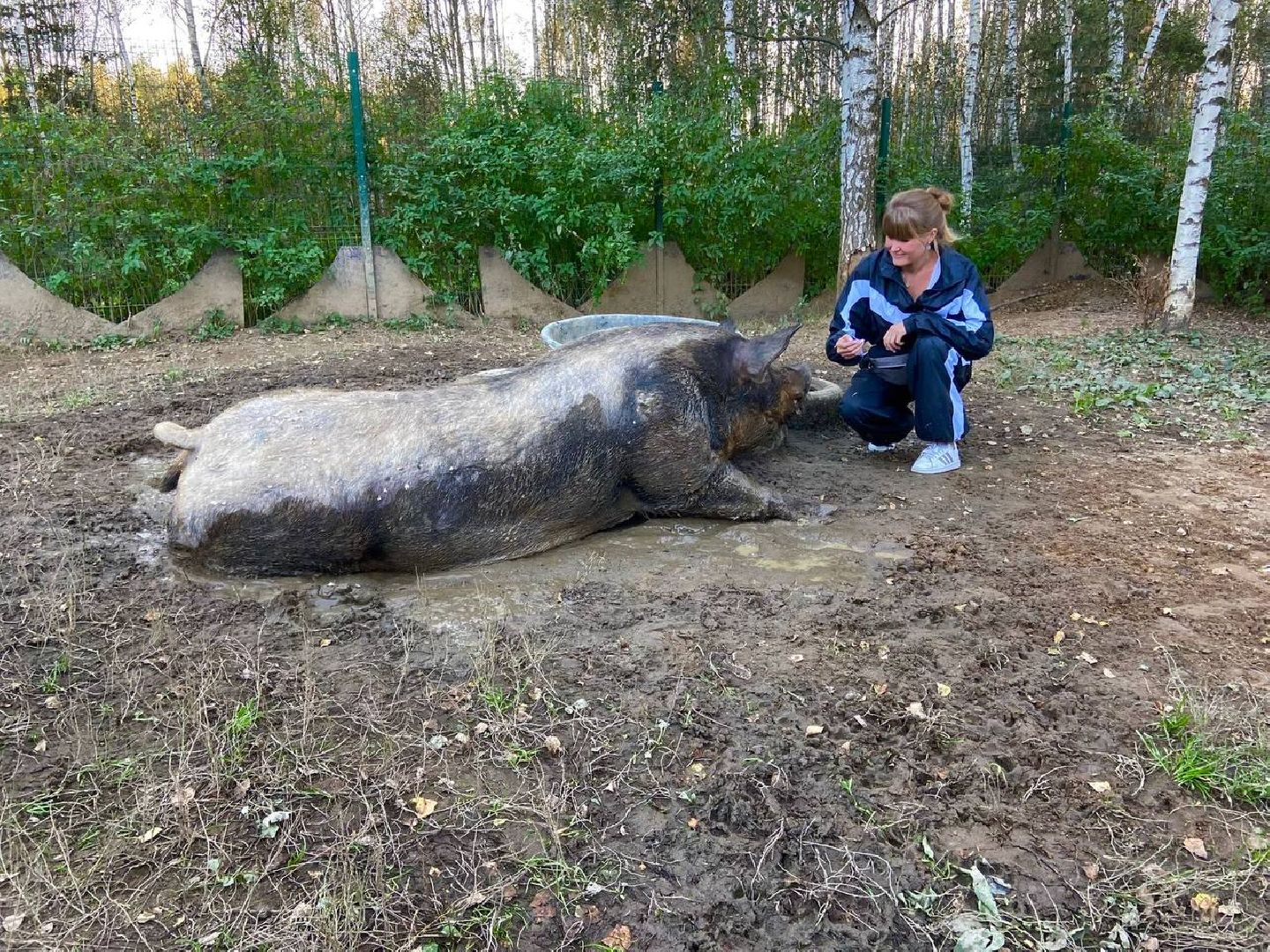 ногинск, приют для собак, козел, свин, спасенные животные, муниципальный приют,