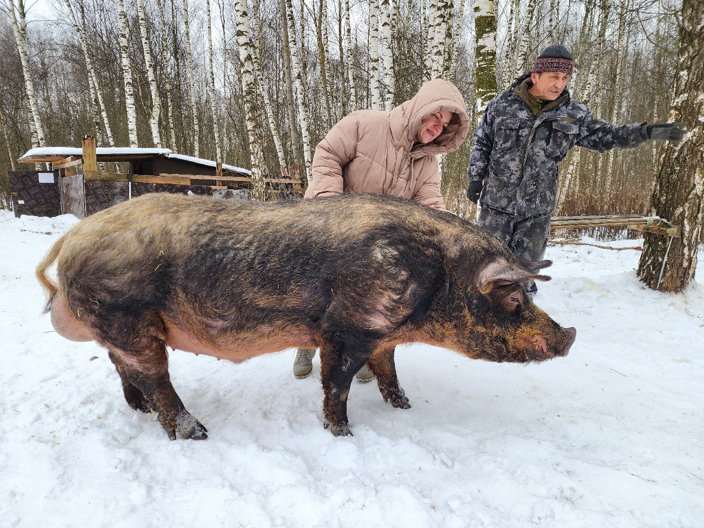 ногинск, приют для собак, козел, свин, спасенные животные, муниципальный приют,