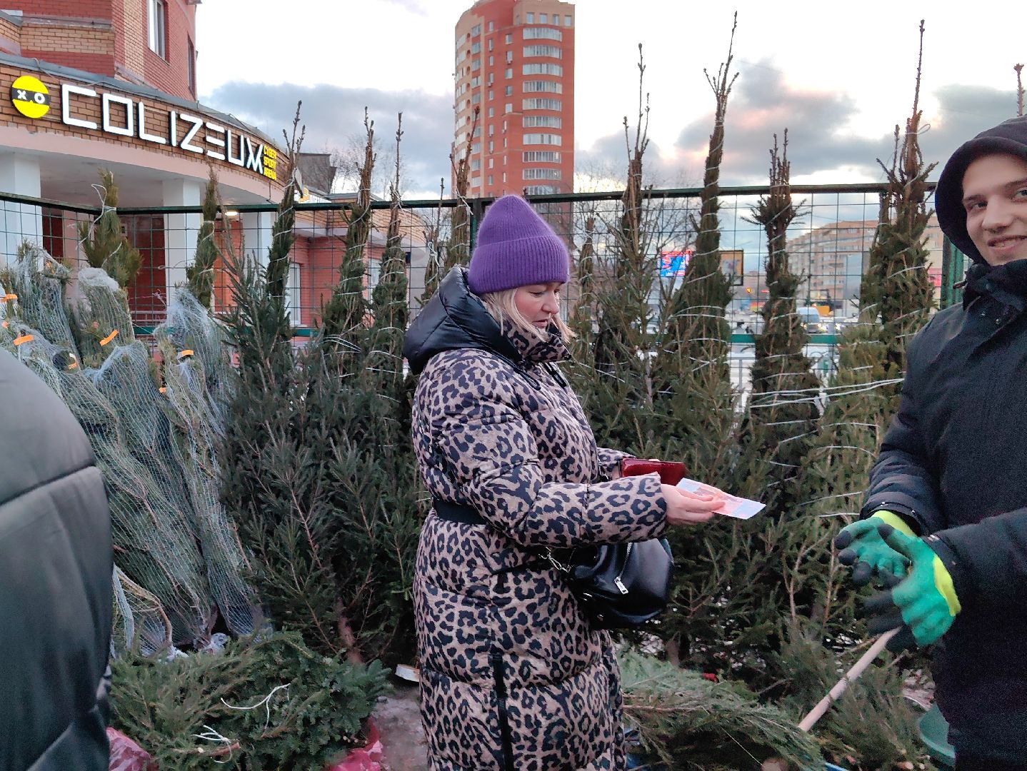 елочный базар, лапник, сосна, пихта, ель, вертикалки