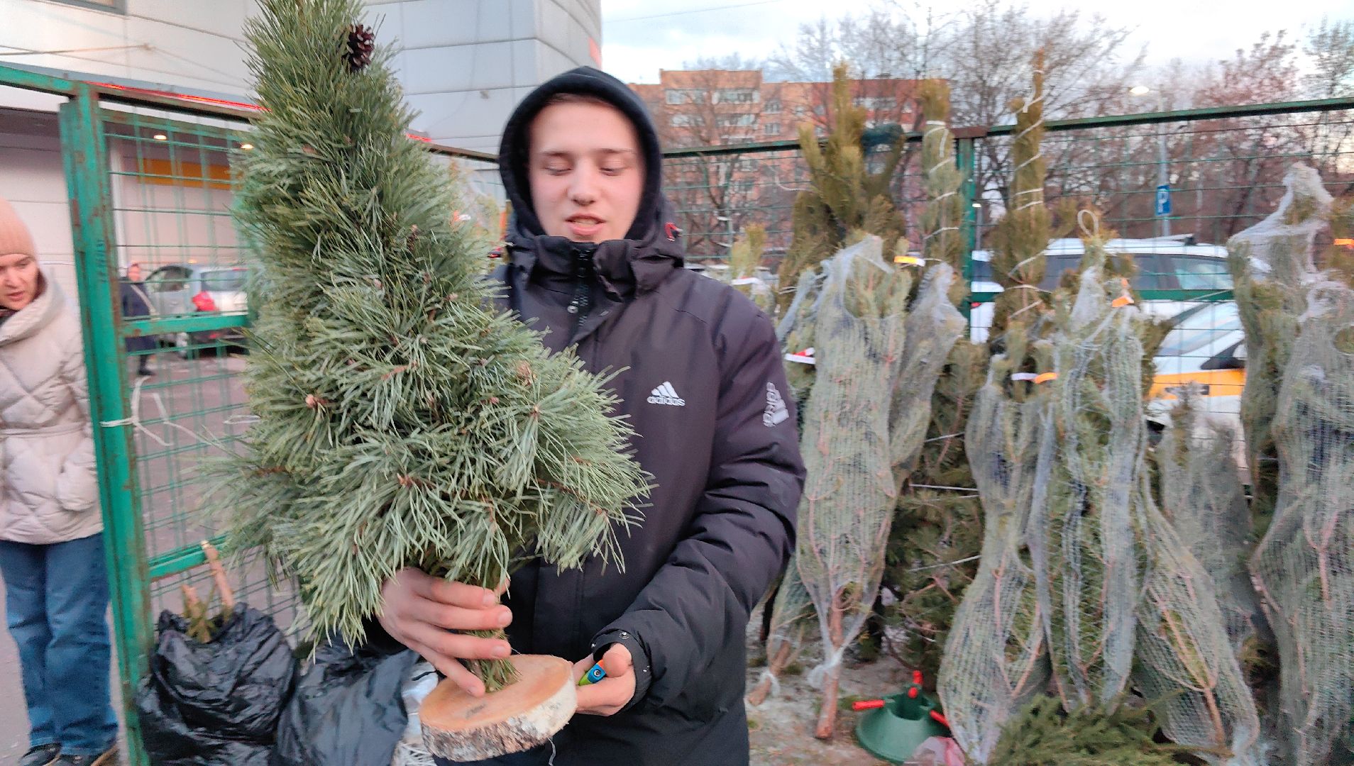 елочный базар, лапник, сосна, пихта, ель, вертикалки