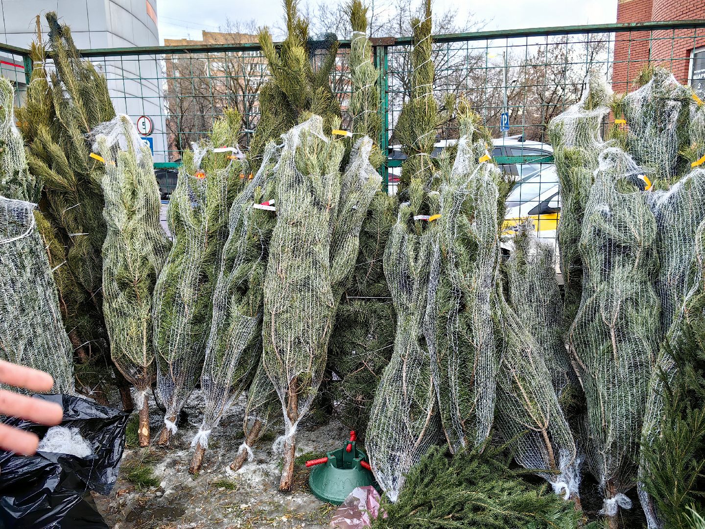 елочный базар, лапник, сосна, пихта, ель, вертикалки