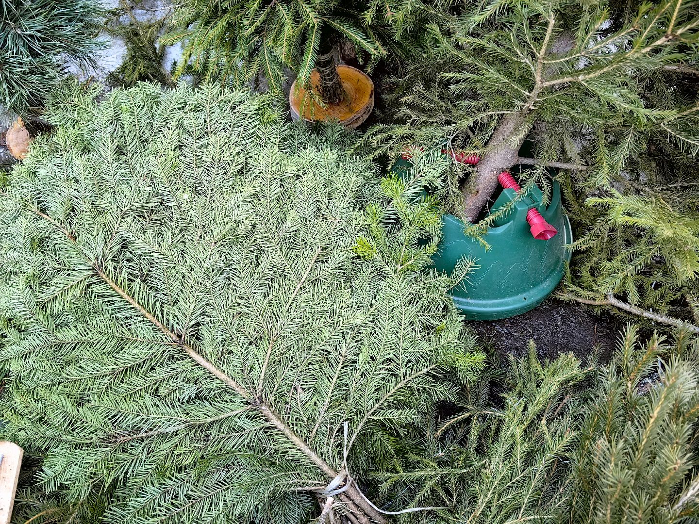 елочный базар, лапник, сосна, пихта, ель, вертикалки