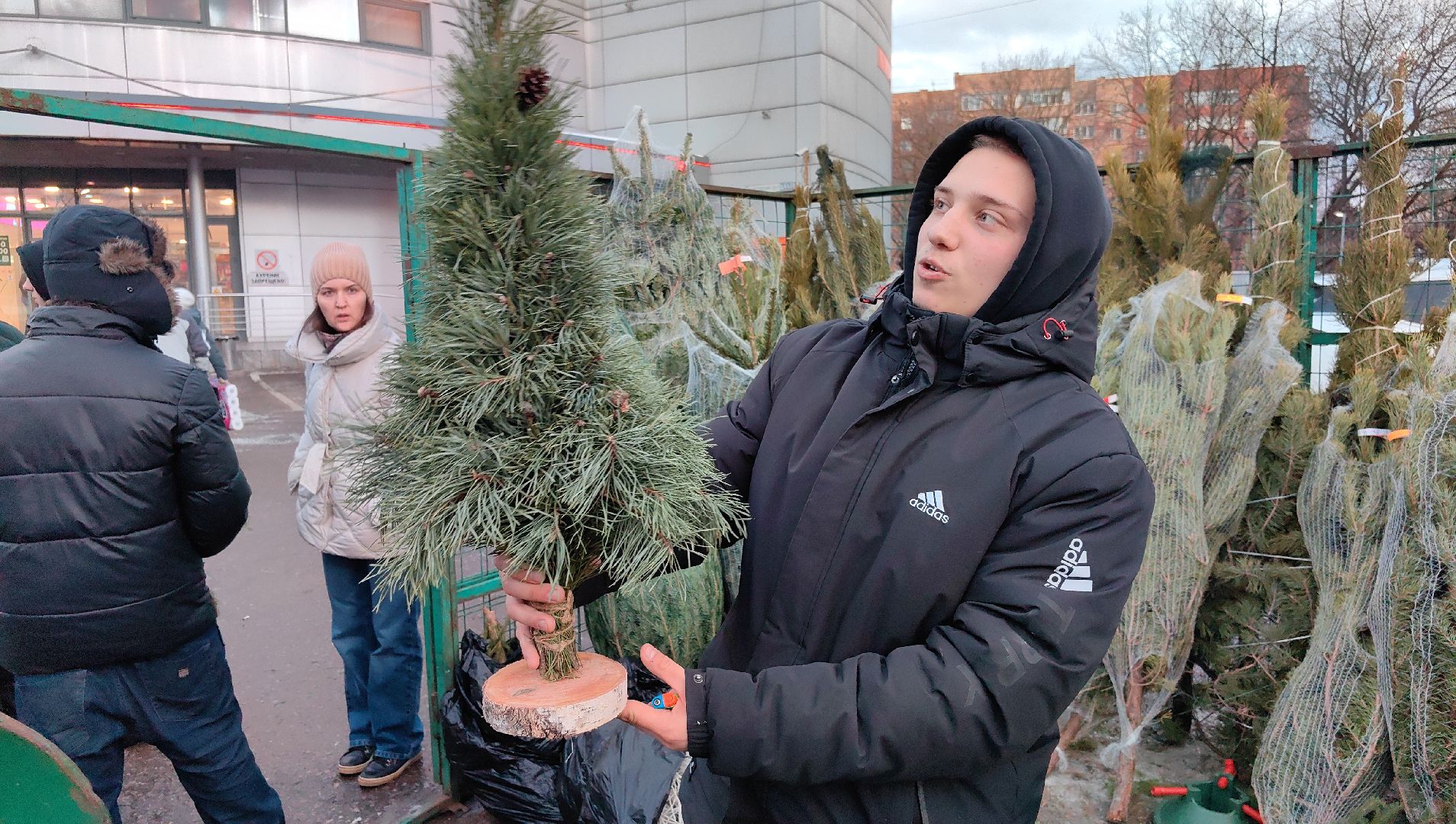 елочный базар, лапник, сосна, пихта, ель, вертикалки