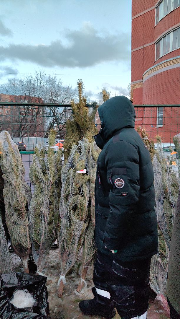 елочный базар, лапник, сосна, пихта, ель, вертикалки