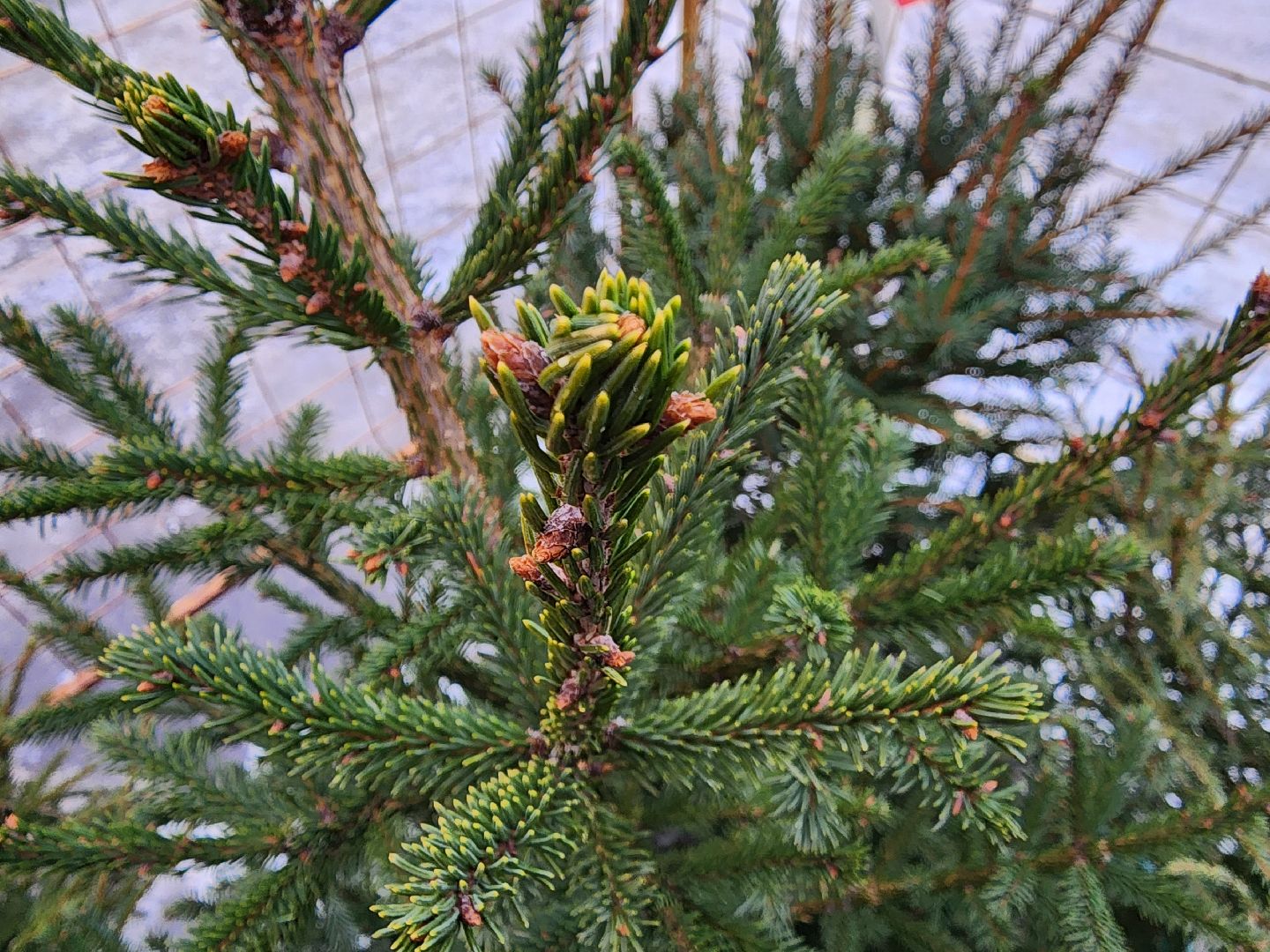 елочный базар, руза, рузский городской округ, тучково, елка живая, зима в рузе, зима в подмосковье,