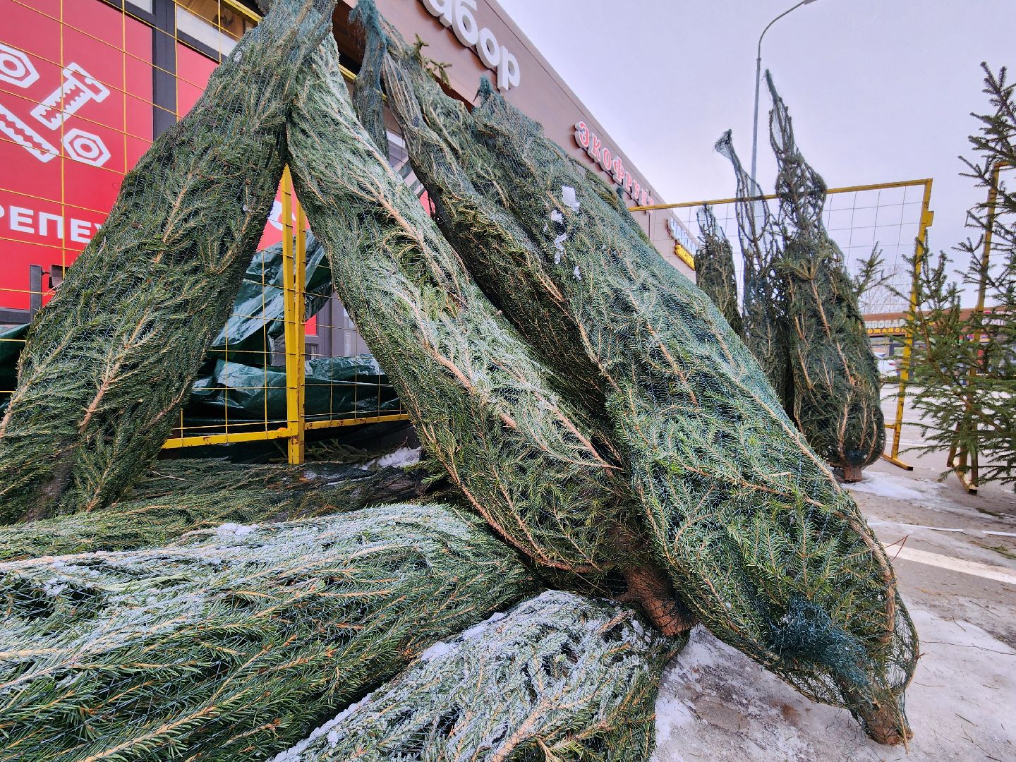 елочный базар, руза, рузский городской округ, тучково, елка живая, зима в рузе, зима в подмосковье,