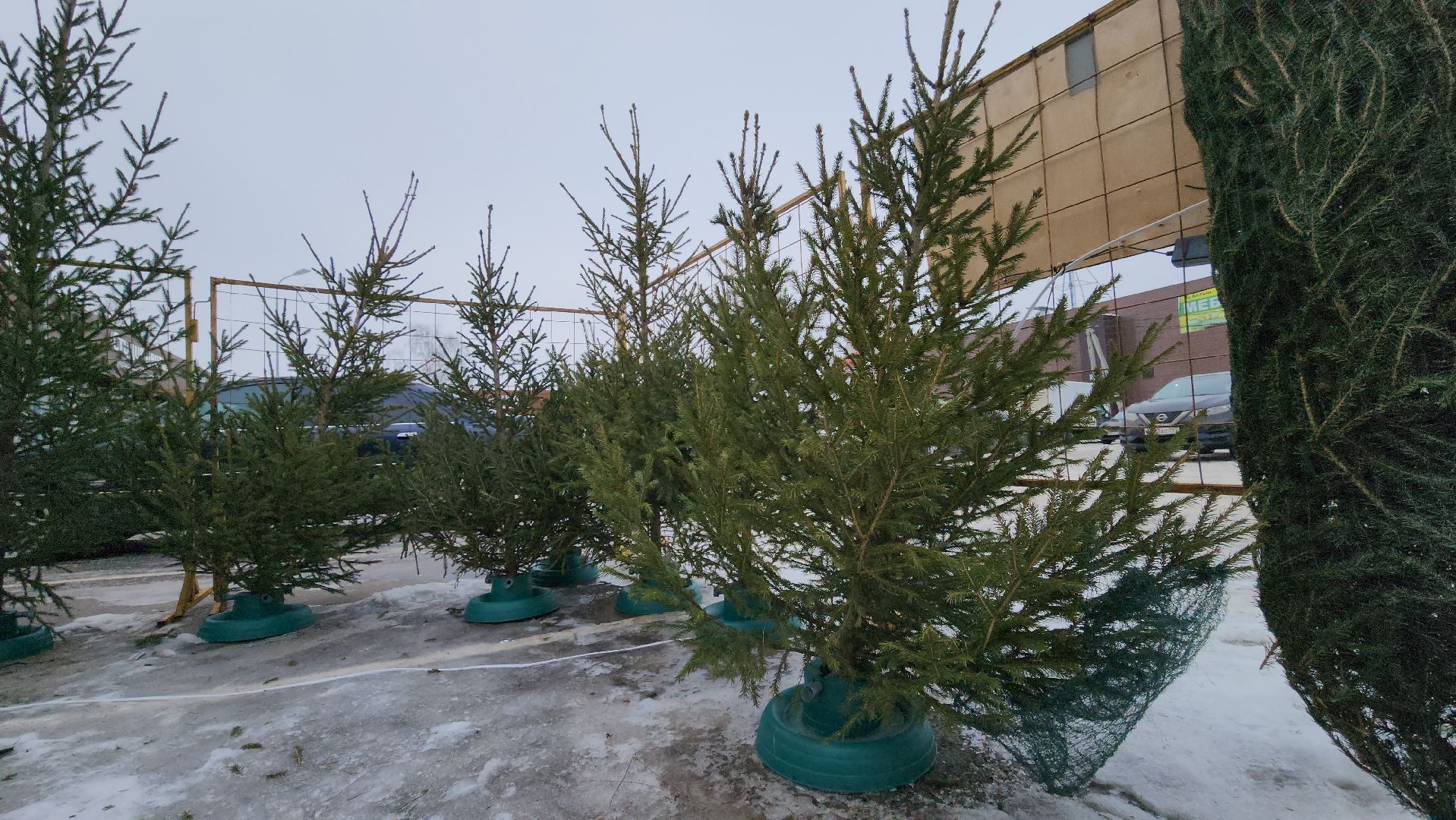 елочный базар, руза, рузский городской округ, тучково, елка живая, зима в рузе, зима в подмосковье,