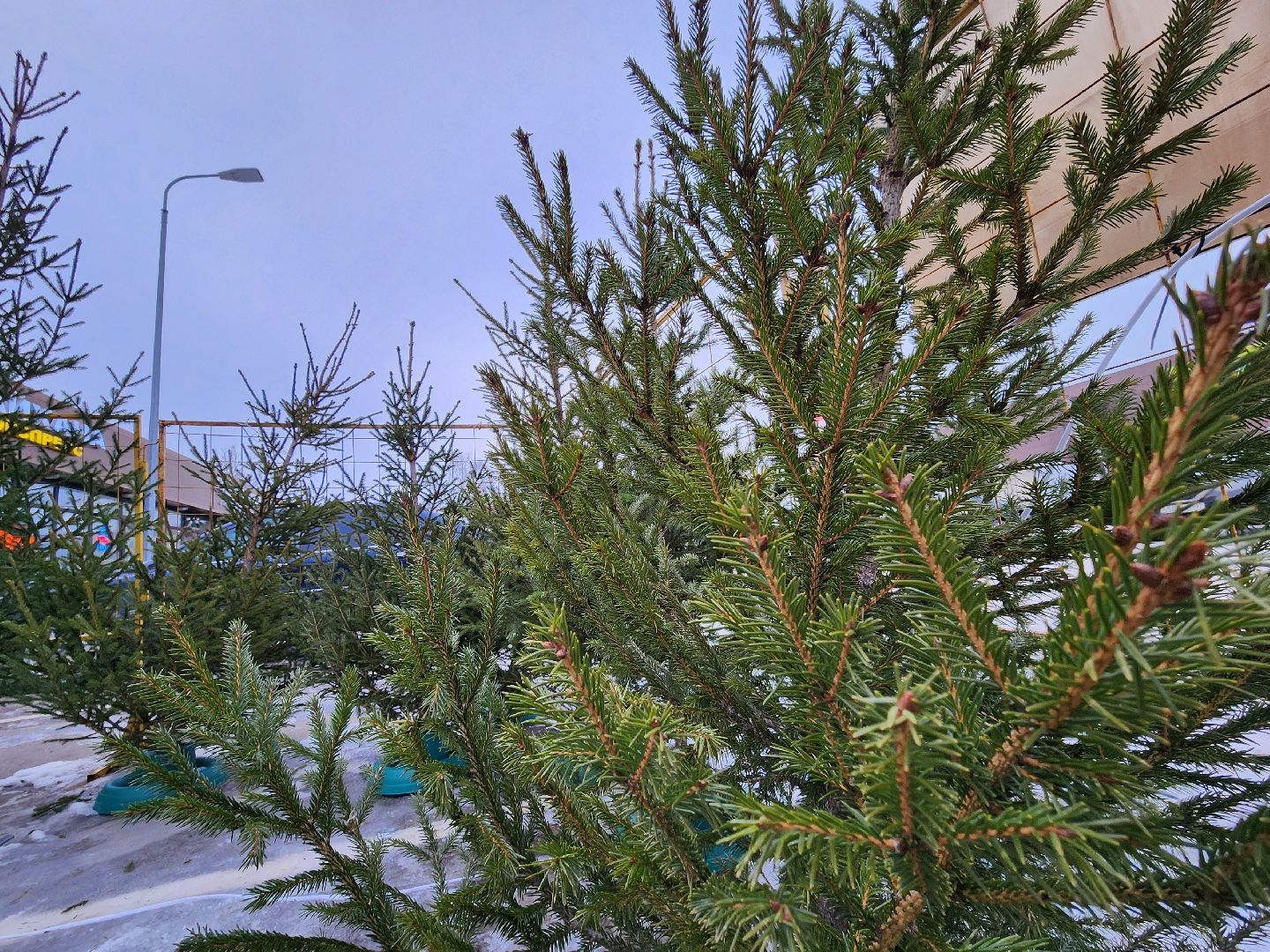 елочный базар, руза, рузский городской округ, тучково, елка живая, зима в рузе, зима в подмосковье,