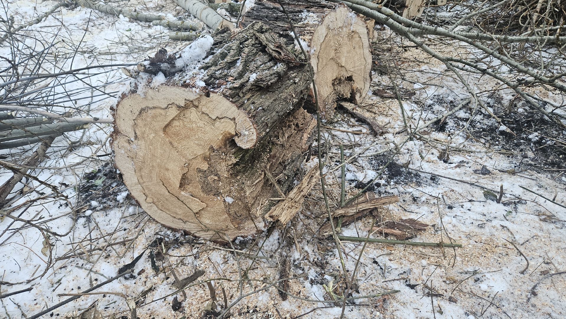 Сухостой, Деревья, Жуковский, вертикалки,
