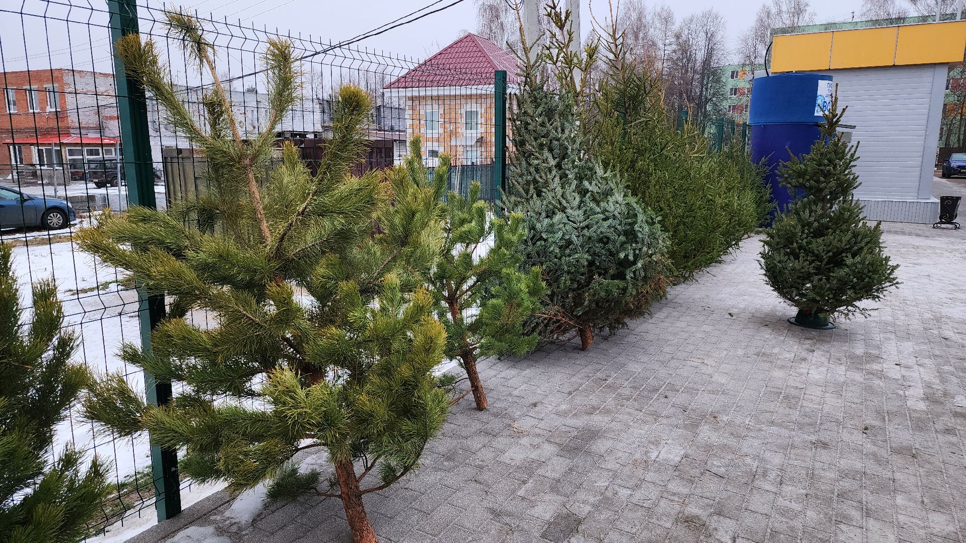 кашира, елочный базар, ель, сосна, вертикалки,