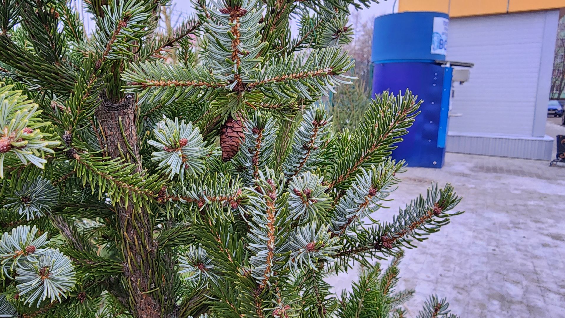 кашира, елочный базар, ель, сосна, вертикалки,