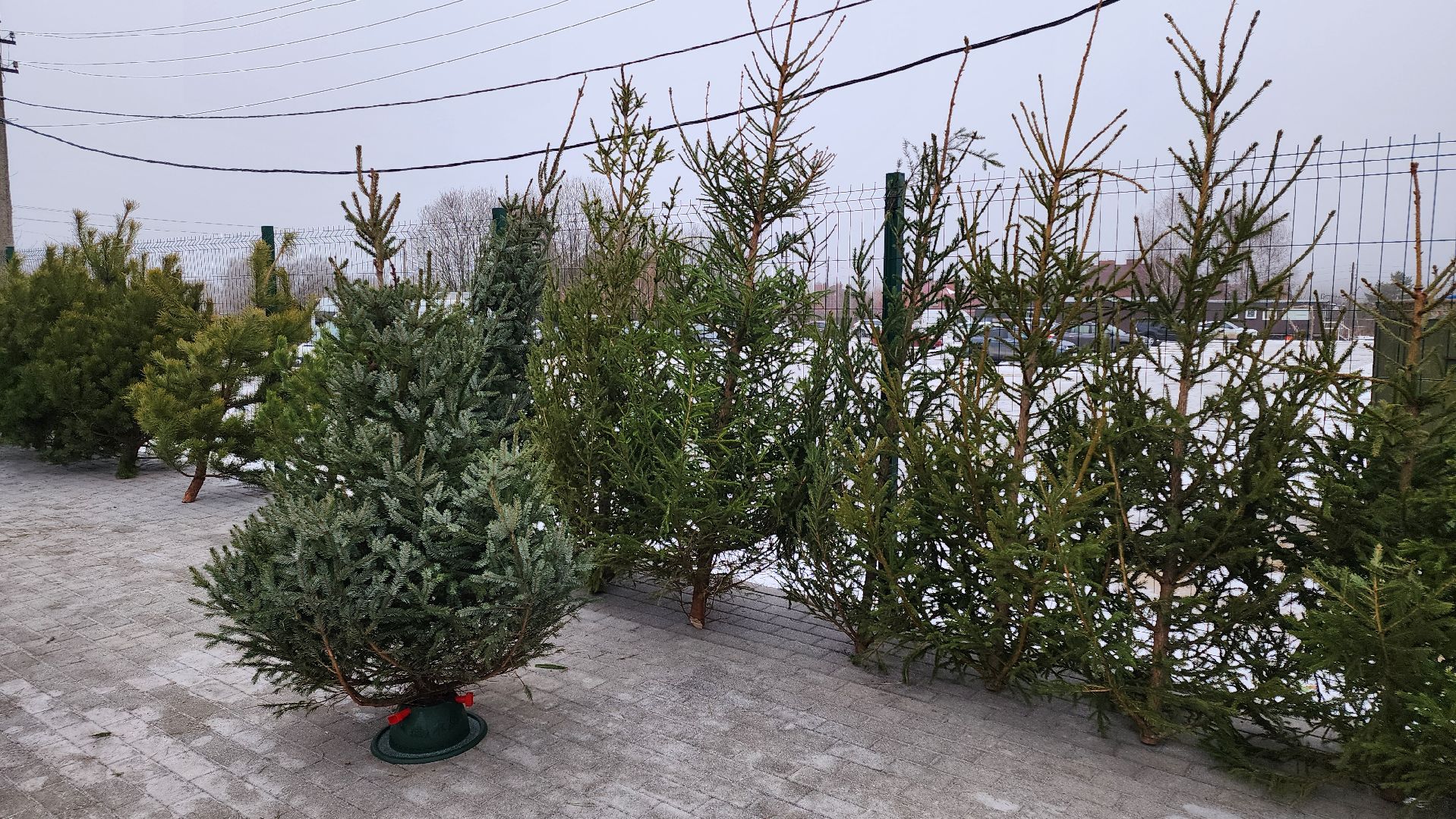 кашира, елочный базар, ель, сосна, вертикалки,