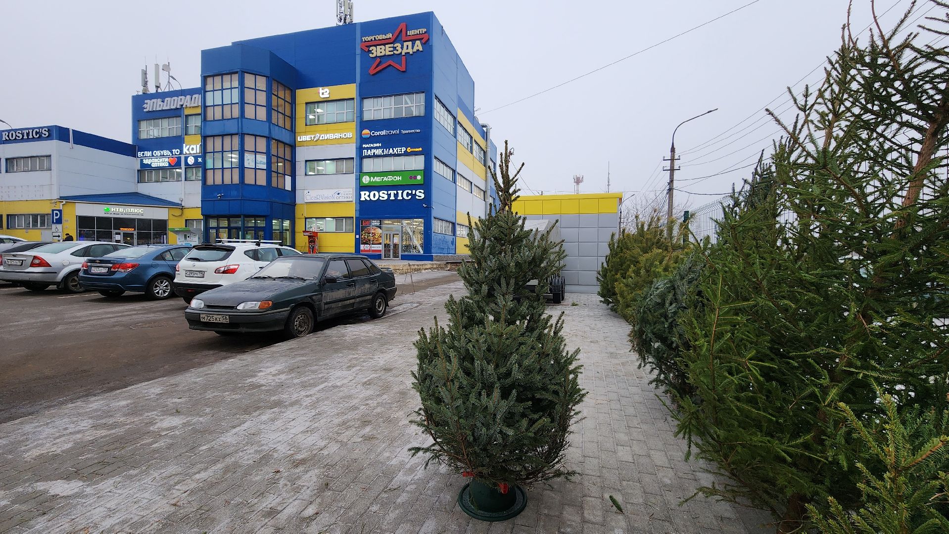 кашира, елочный базар, ель, сосна, вертикалки,