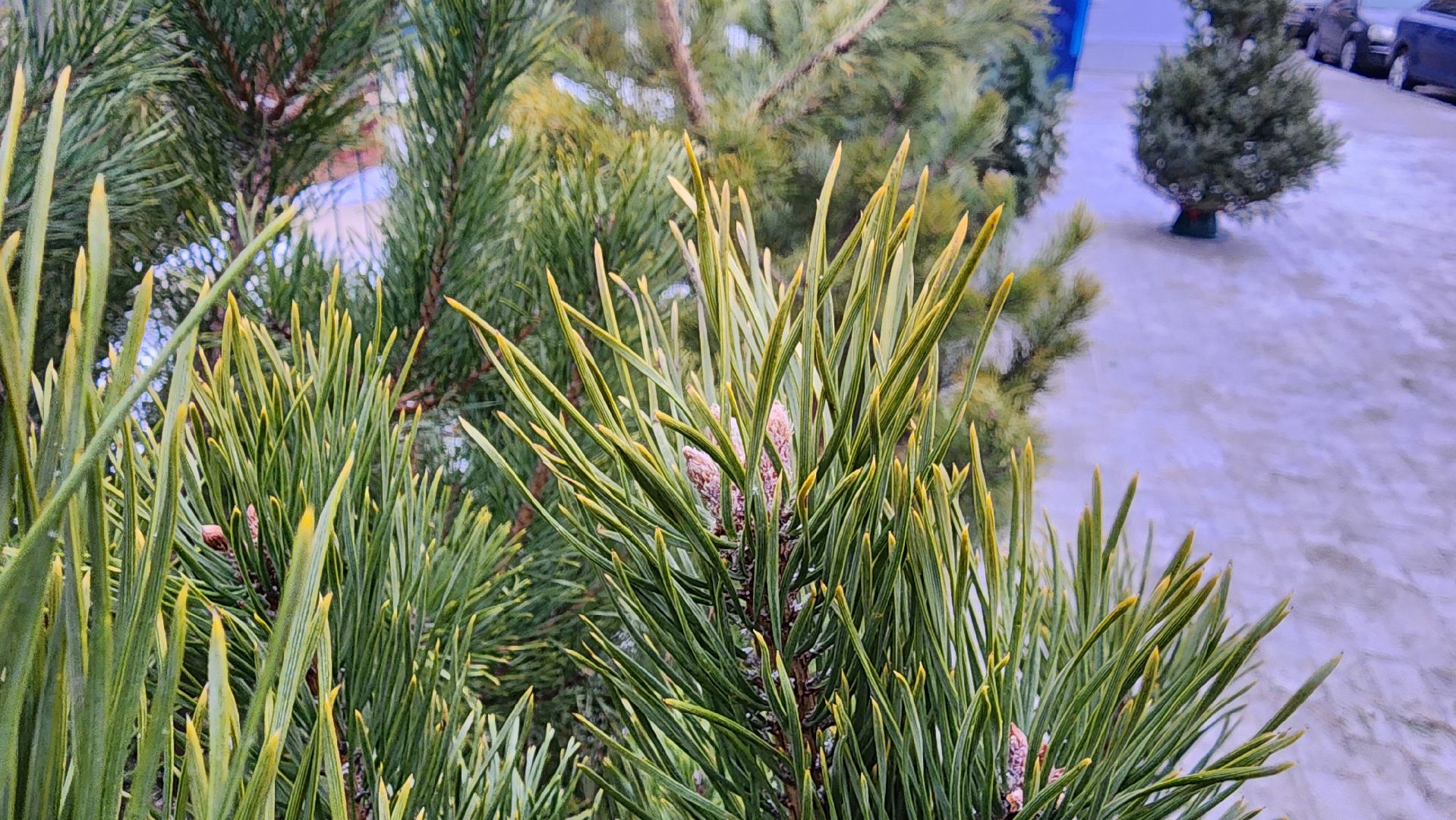 кашира, елочный базар, ель, сосна, вертикалки,