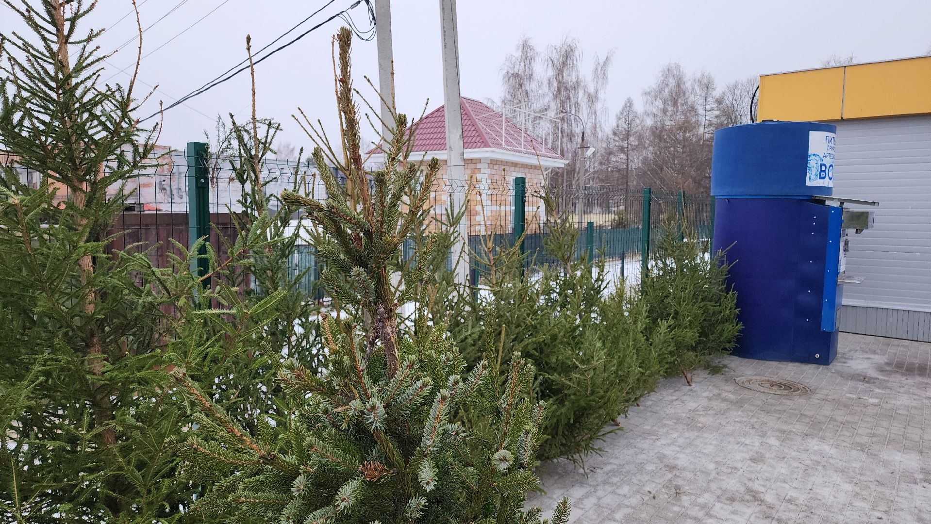 кашира, елочный базар, ель, сосна, вертикалки,