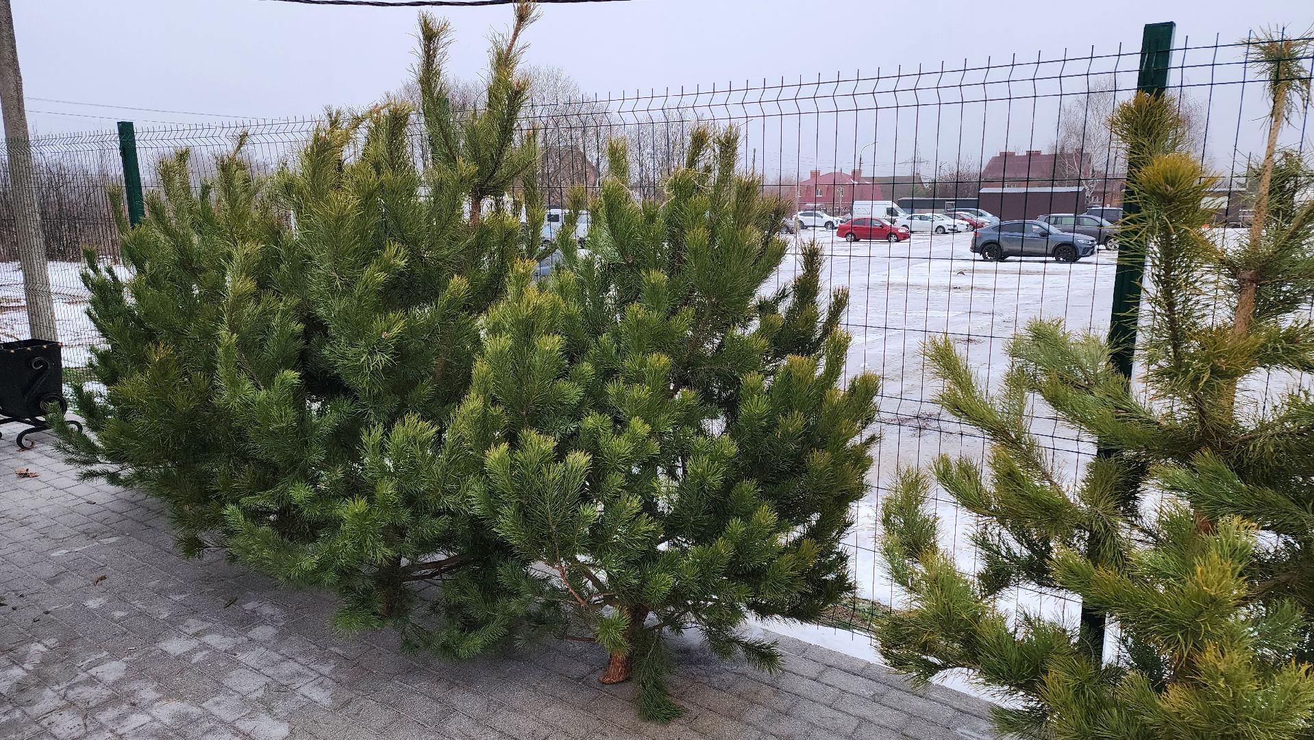 кашира, елочный базар, ель, сосна, вертикалки,
