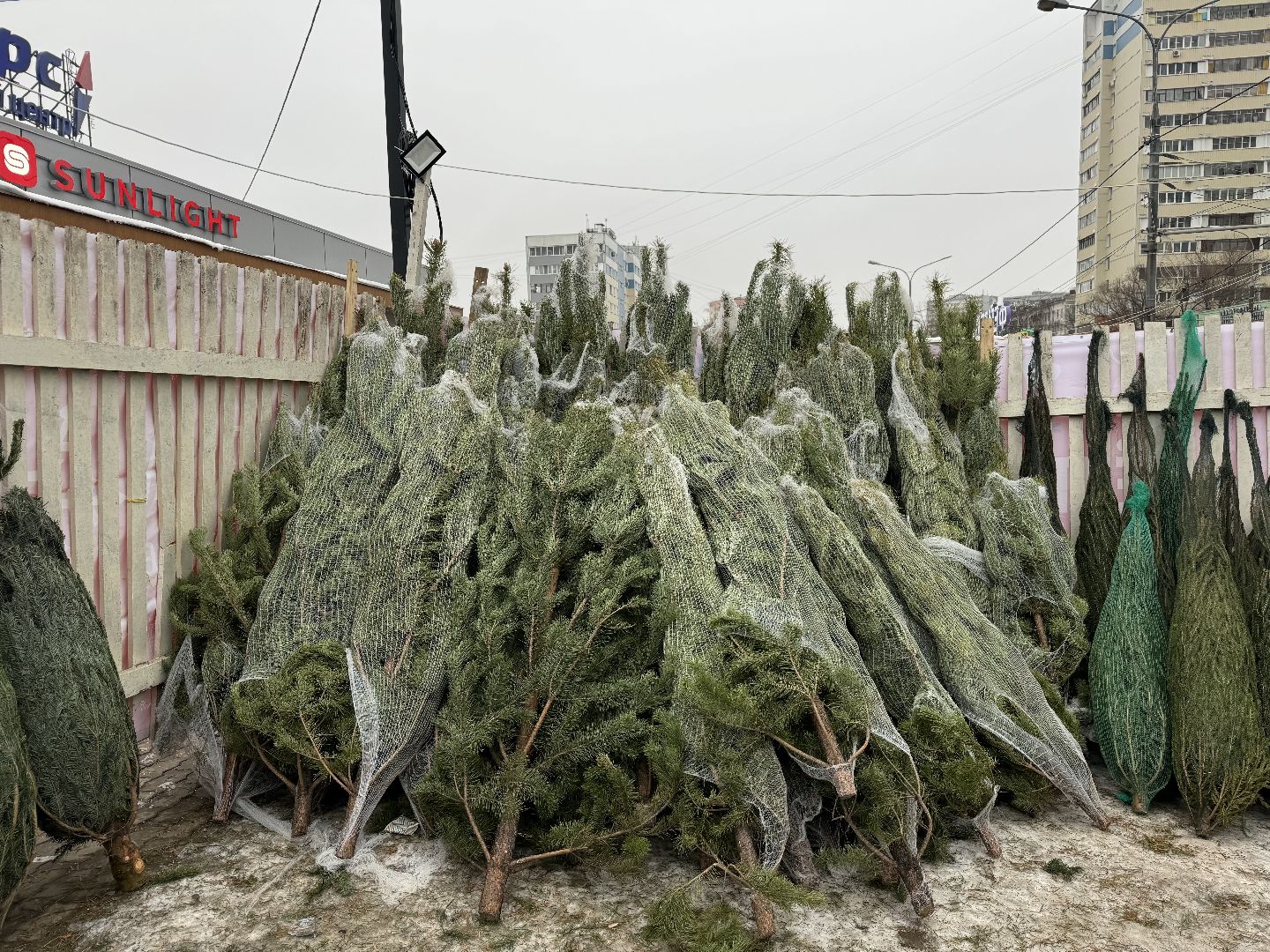 Елочные базары,зима в подмосковье,Сосны и ели,ленинский городской округ,
