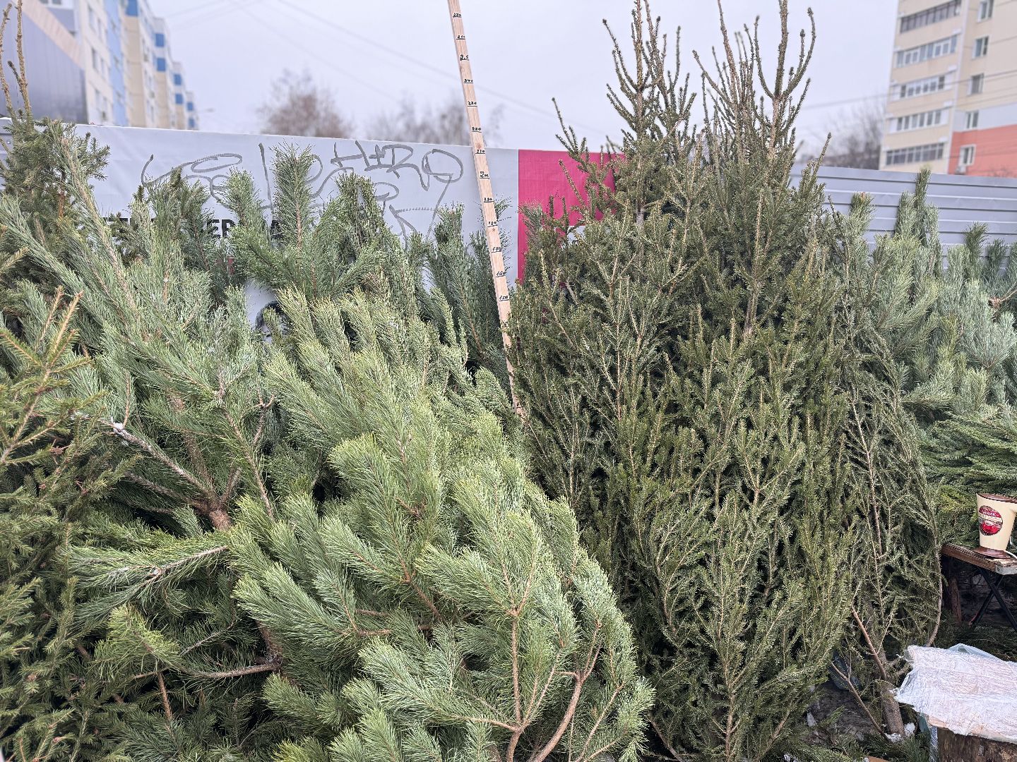 Елочные базары,зима в подмосковье,Сосны и ели,ленинский городской округ,