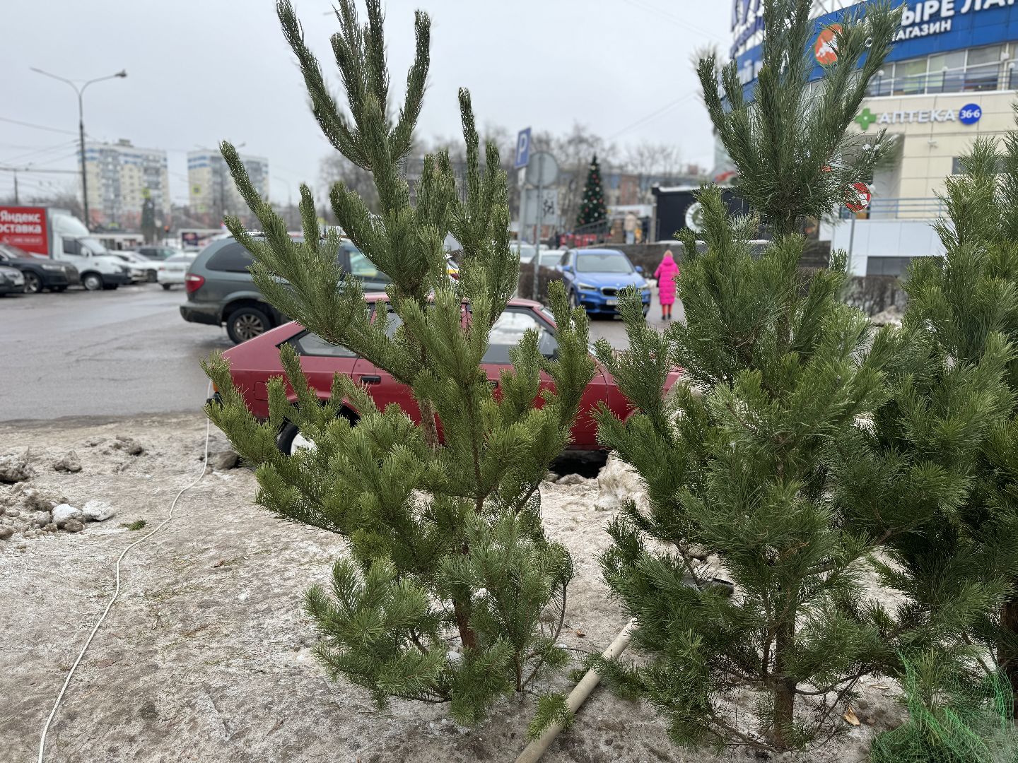 Елочные базары,зима в подмосковье,Сосны и ели,ленинский городской округ,