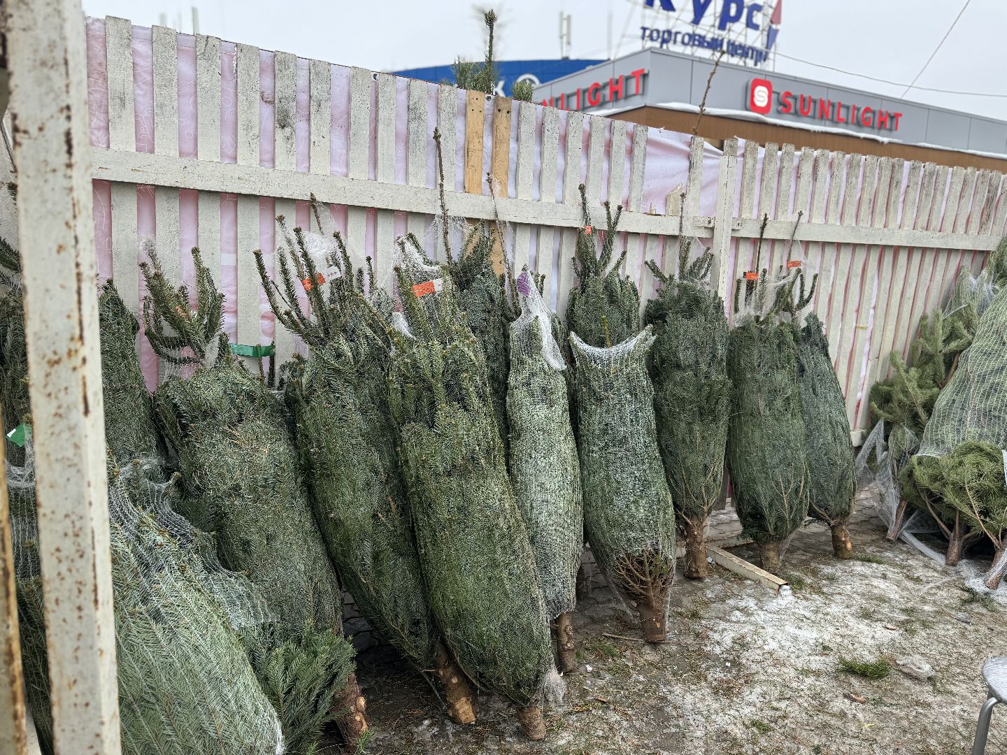 Елочные базары,зима в подмосковье,Сосны и ели,ленинский городской округ,