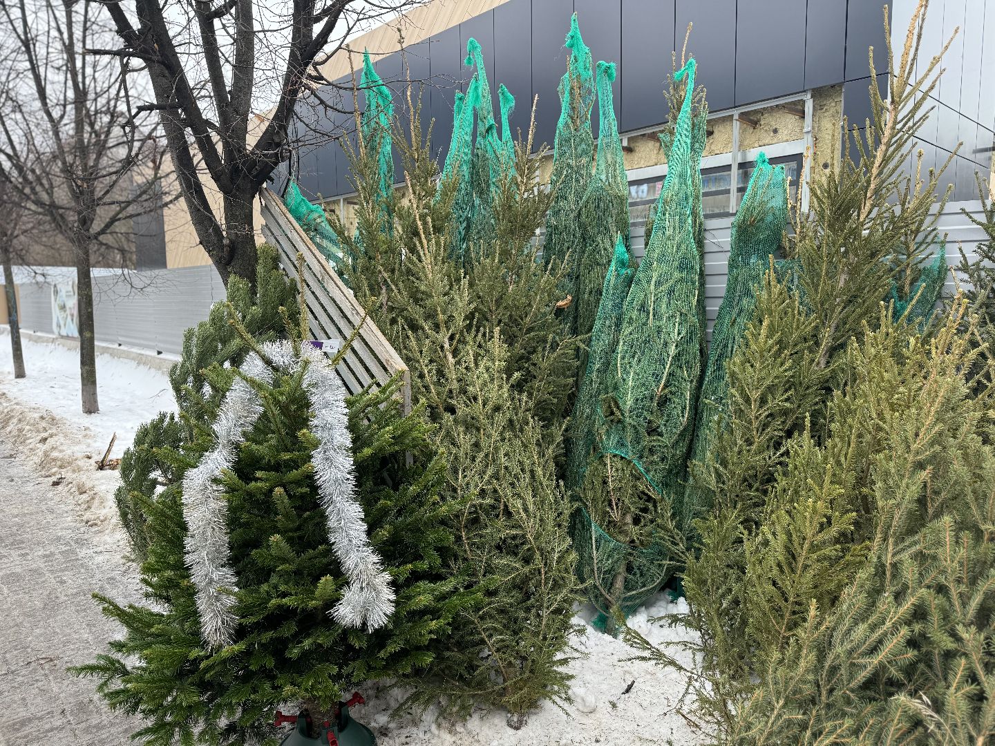 Елочные базары,зима в подмосковье,Сосны и ели,ленинский городской округ,